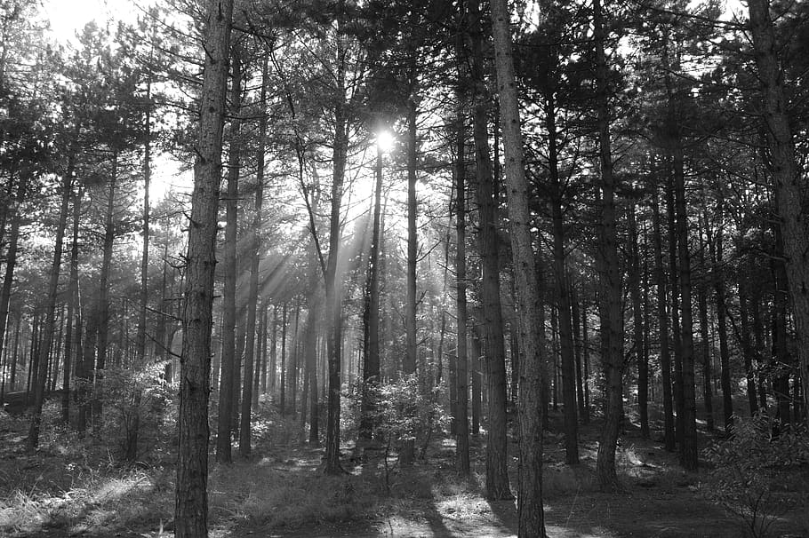 trees, forest, nature, sun rays, sunlight, plant, land, tranquility HD wallpaper