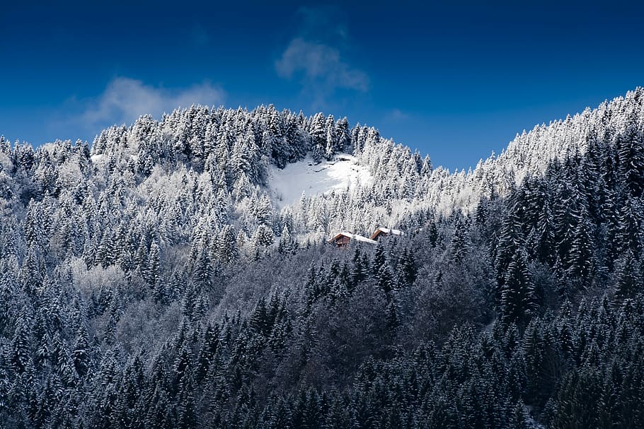 photo of pine trees field mountain, green pine tree covered with white snow HD wallpaper