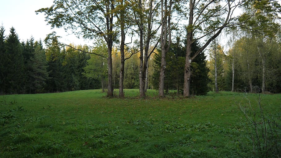 trees, forest, green, summer, woods, park, natural, plant, green color HD wallpaper