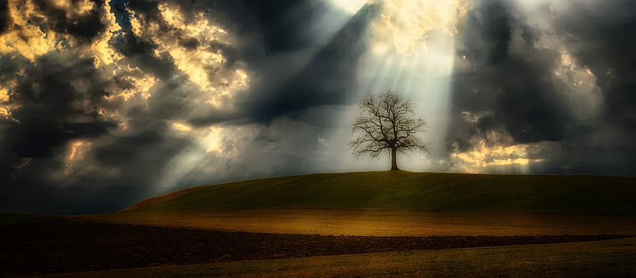 bare tree on brown and green hill under cloudy sky, light beam HD wallpaper