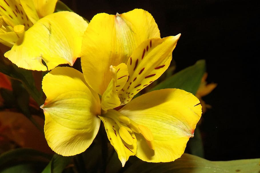 Iris, Blossom, Bloom, Yellow, Flower, petal, flower head, freshness HD wallpaper