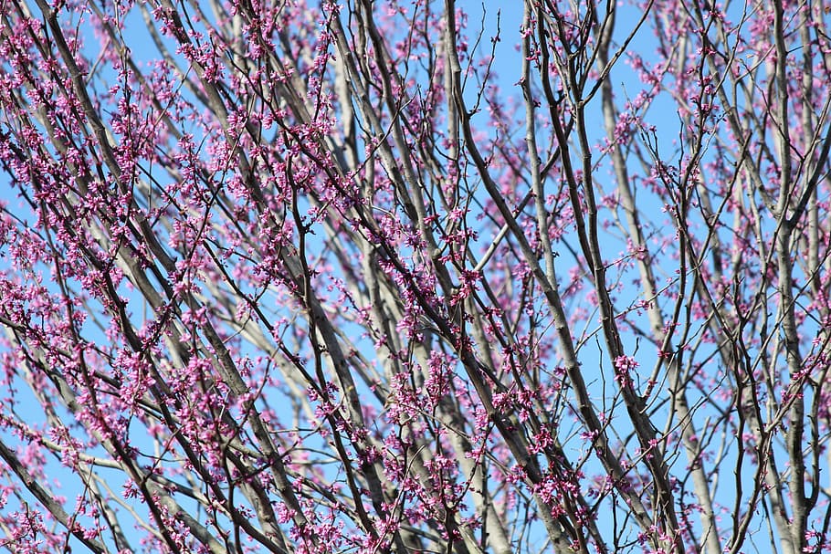 blossom, tree, branch, spring, flower, bloom, pink Color, nature HD wallpaper