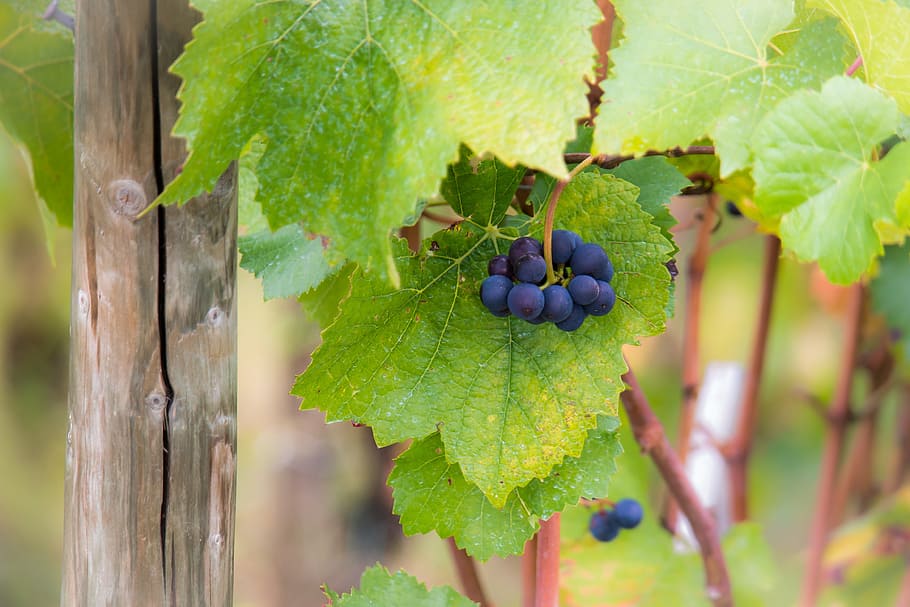 grapes, vine, pinot noir, leaves, autumn, green, wine, wine leaf, HD wallpaper