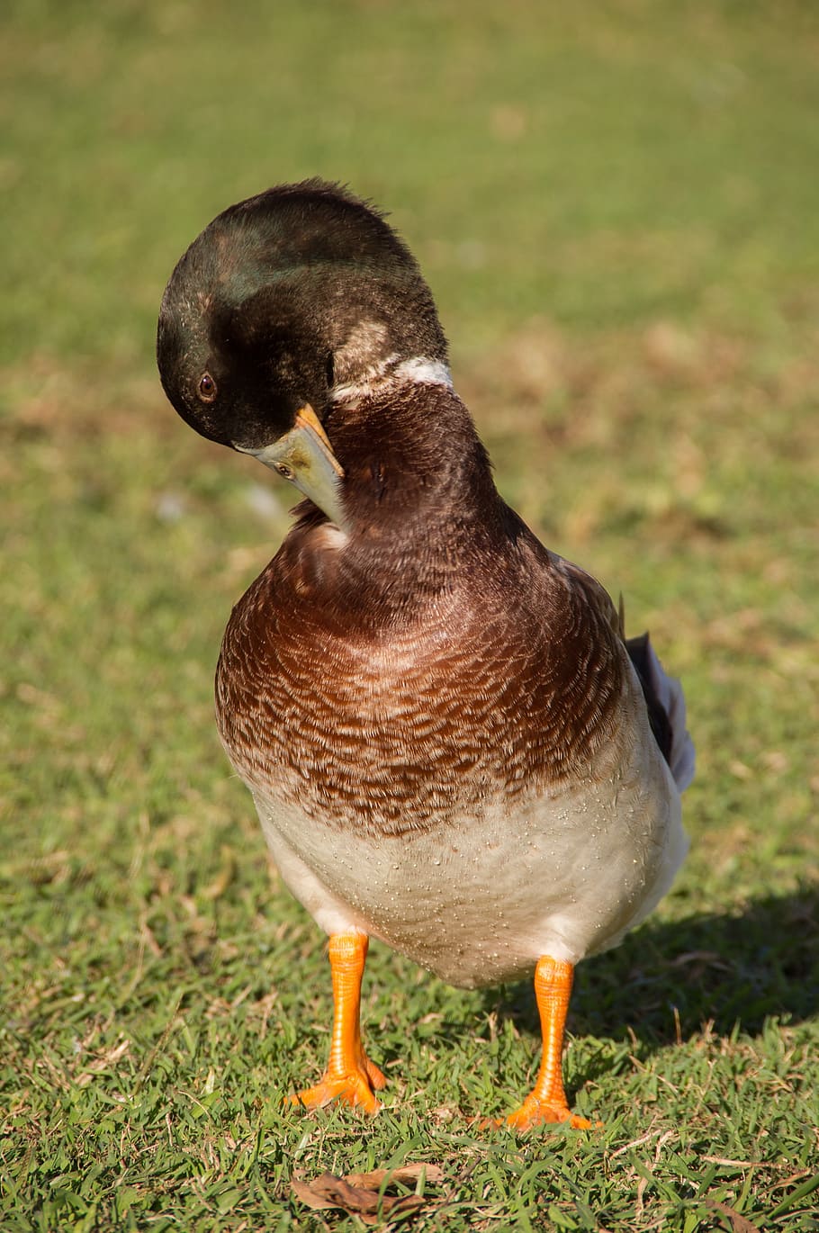 duck, preening, feathers, bird, beak, brown, male, wild, queensland, HD wallpaper
