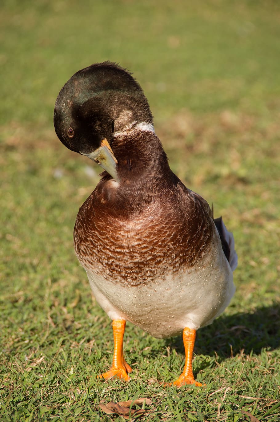 duck, preening, feathers, bird, beak, brown, male, wild, queensland HD wallpaper