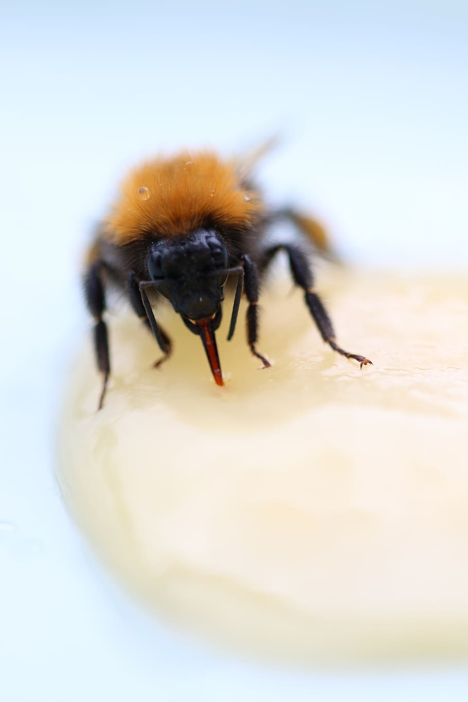 bee, honey, bumblebee, insect, invertebrate, animal themes HD wallpaper
