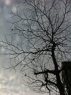 tree, silhouette, branches, forest, woods, nature, rural, environment HD wallpaper