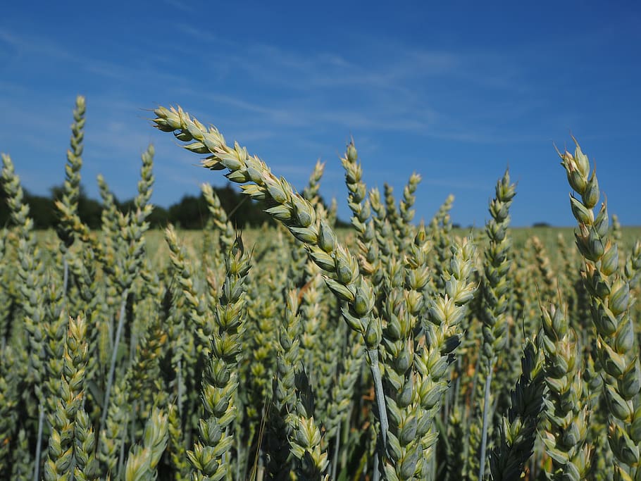 wheat, wheat field, cereals, ear, grain, cornfield, food, agriculture, HD wallpaper