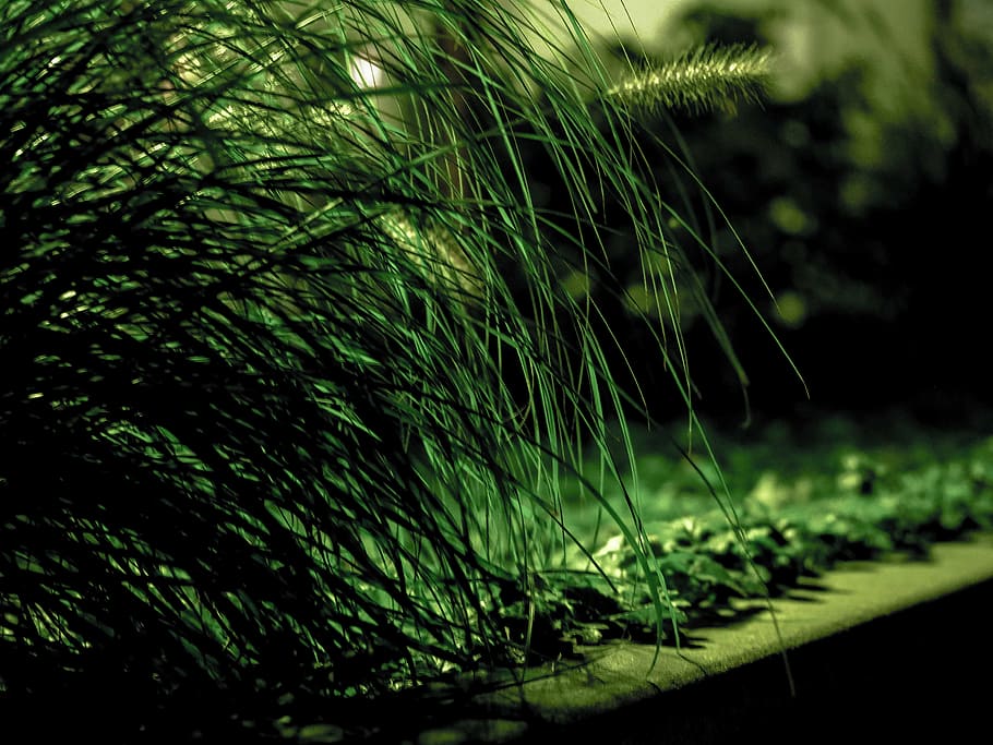 grass, rush, curb, green, nature, blades of grass, at night HD wallpaper