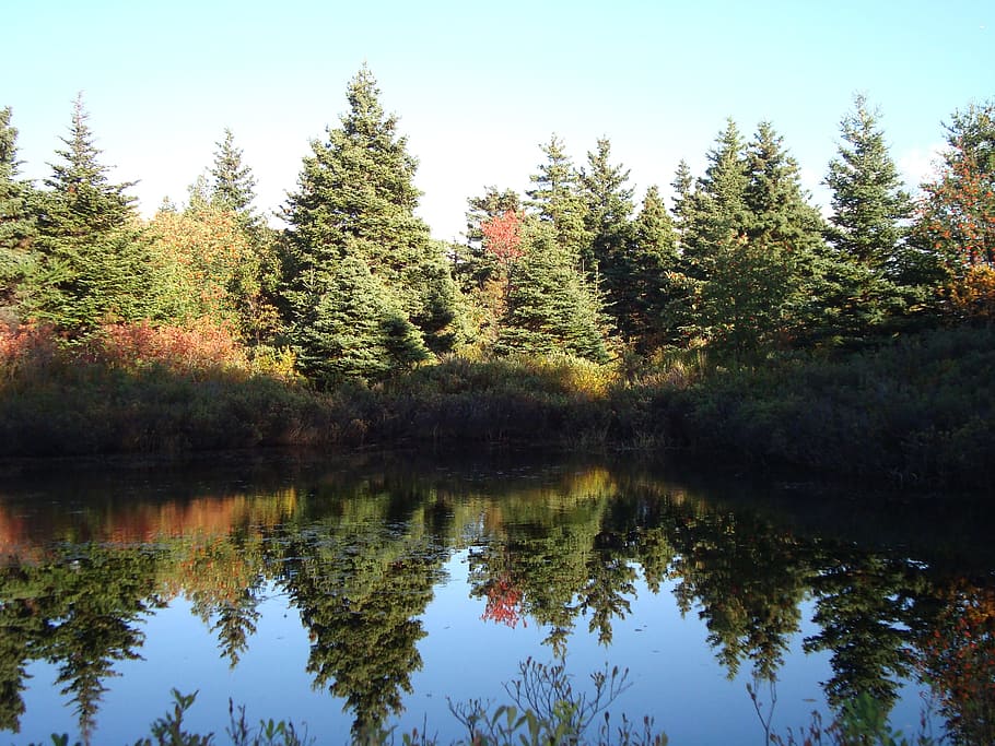 pond, trees, reflection, nature, plant, beauty in nature, tranquility HD wallpaper