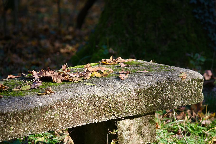 bench, autumn, leaf, nature, prato, garden, dried leaves, tree HD wallpaper