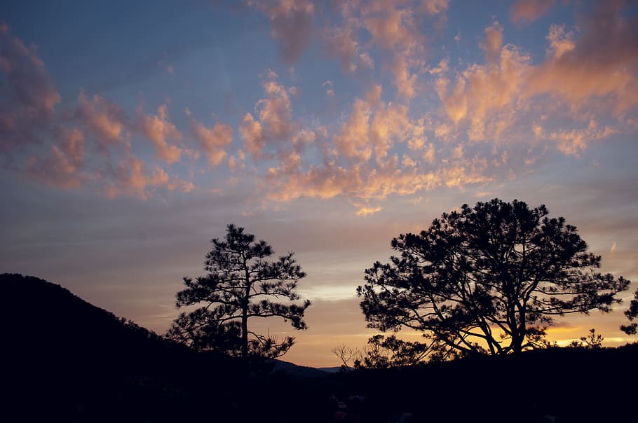 tree, panoramic, nature, sunset, landscape, dawn, sky, dusk HD wallpaper