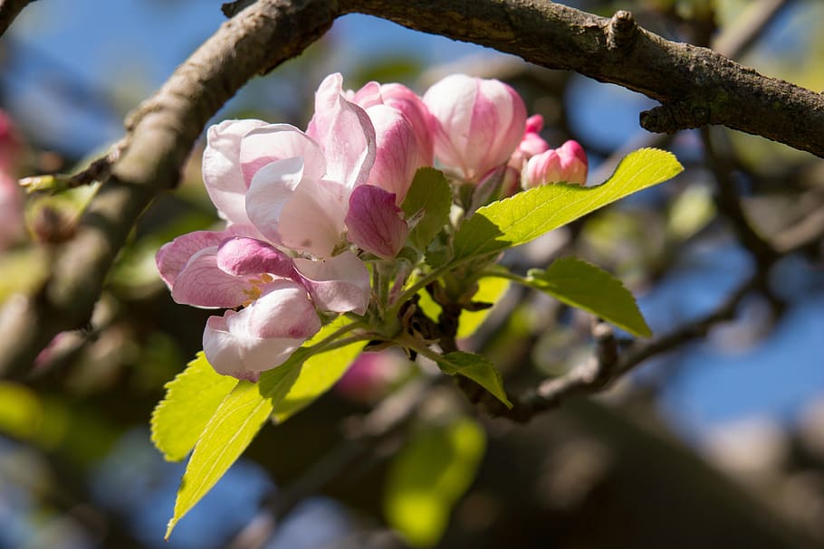 apple blossom, apple tree, bud, pink, spring, bloom, apple tree blossom HD wallpaper