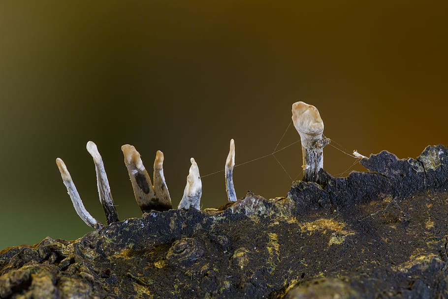 Mushroom, Nature, Forest, Macro, Autumn, animal wildlife, animals in the wild HD wallpaper