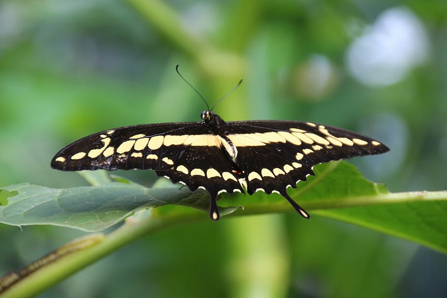 butterfly, dovetail, insect, close, edelfalter, black primer HD wallpaper