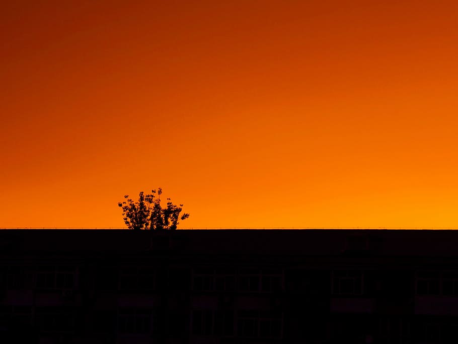 silhouette photo of plant, silhouette of tree, orange, sunset HD wallpaper