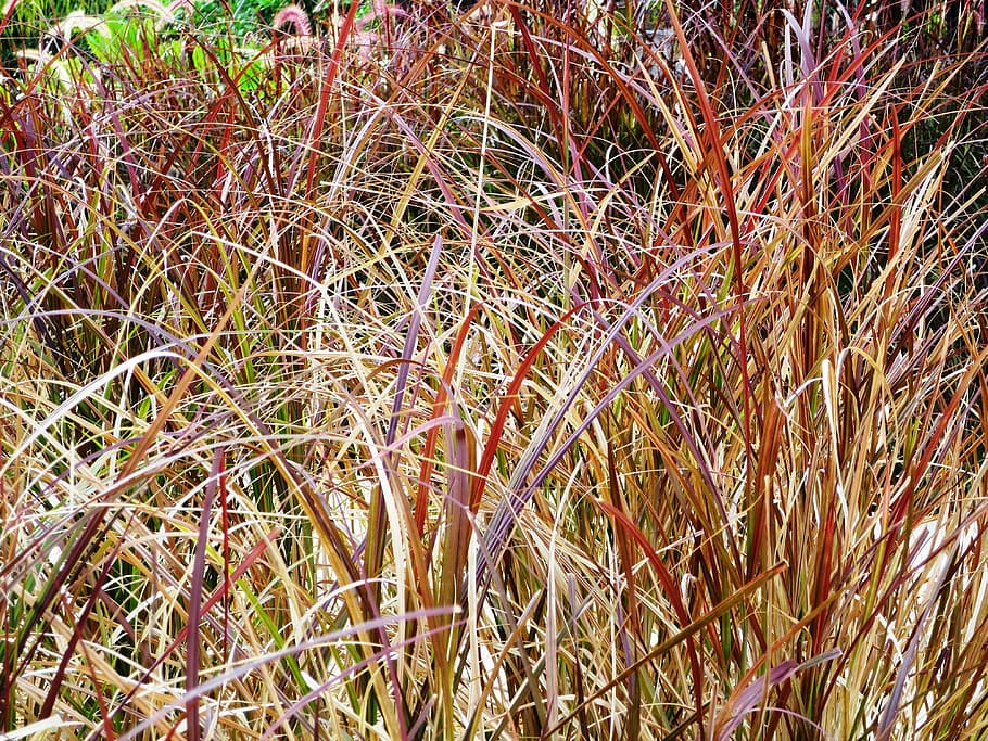 seychelles, hotel complex, garden, reed, plant, growth, land HD wallpaper