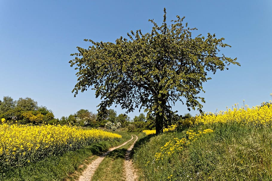 oilseed rape, landscape, rape blossom, plant, growth, field HD wallpaper