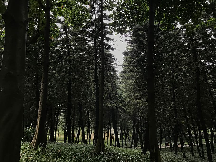 green leafed tall trees, forest, woodland, park, plant, growth HD wallpaper