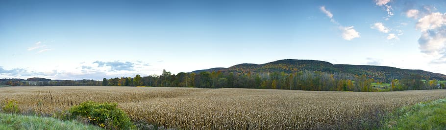 corn, cornfield, farmland, landscape, countryside, agriculture HD wallpaper