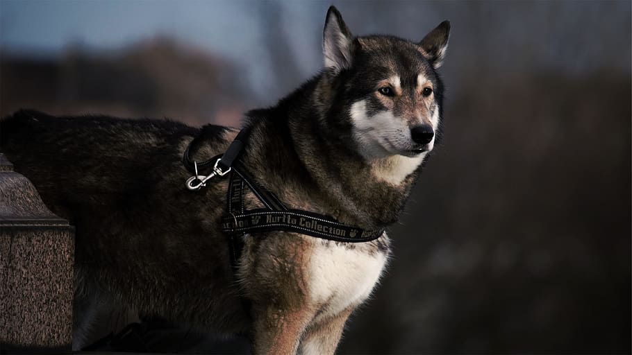 black and white Akita with black leash, animal, dog, husky, pet, HD wallpaper