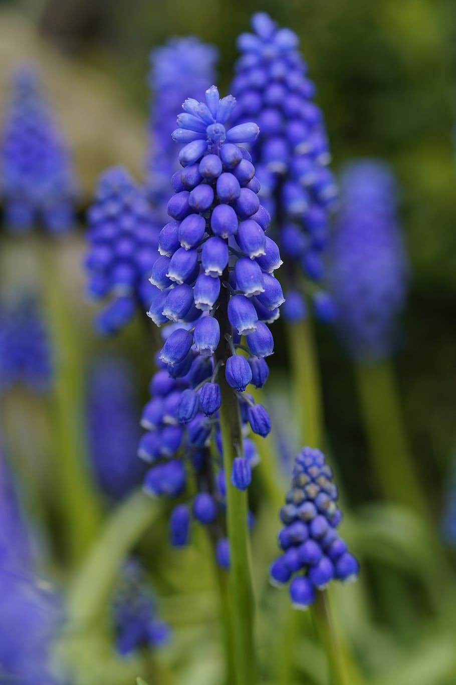 hyacinth, flower, blue, table, grapes, close, spring, harbinger of spring HD wallpaper
