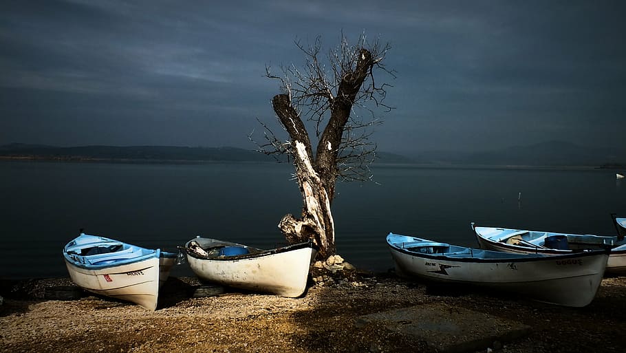 four white-and-blue canoes near bare tree, boat, lake, beach HD wallpaper
