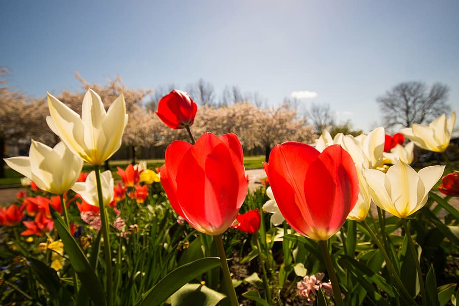 bloom, blossoms, blue, colorful, colors, colourful, colours HD wallpaper
