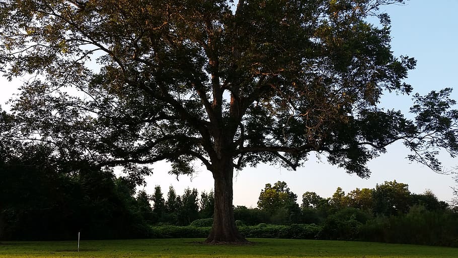 tree, pecan, forest, nature, natural, icon, environment, botany HD wallpaper