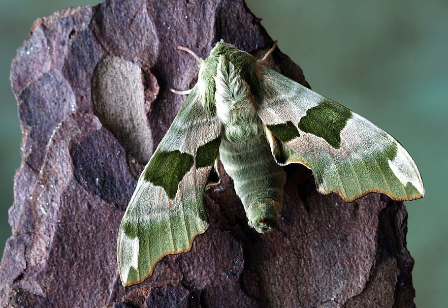 pandora hawk moth perched on brown surface in closeup photography HD wallpaper