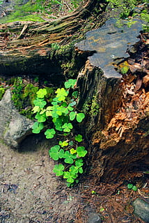 hare clover, trunk, leaflet, the bark, new life, spring, happiness HD wallpaper