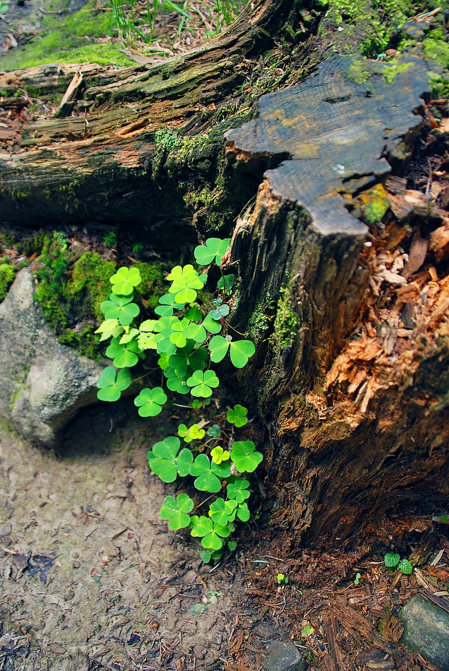 hare clover, trunk, leaflet, the bark, new life, spring, happiness HD wallpaper