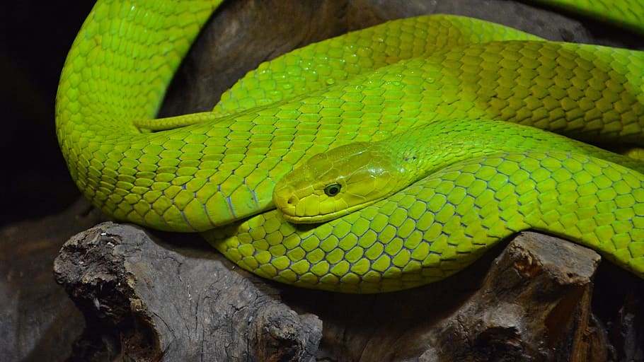 macro photography of green viper, Green Mamba, Snake, Reptile