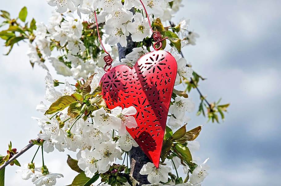 red heart decor on white petaled flowers, love, luck, relationship HD wallpaper