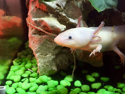 axolotl, cute, weird, underwater, animal, nature, fish, animal themes HD wallpaper