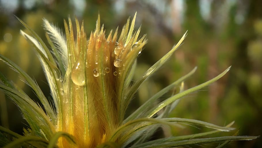 flower, bloom, drops, dewdrops, droplets, yellow, green, petals HD wallpaper
