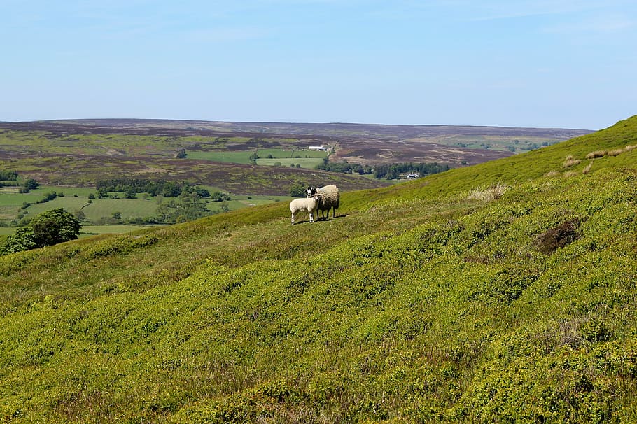 yorkshire moors, england, uk, landscape, sheep, farming, whitby, HD wallpaper