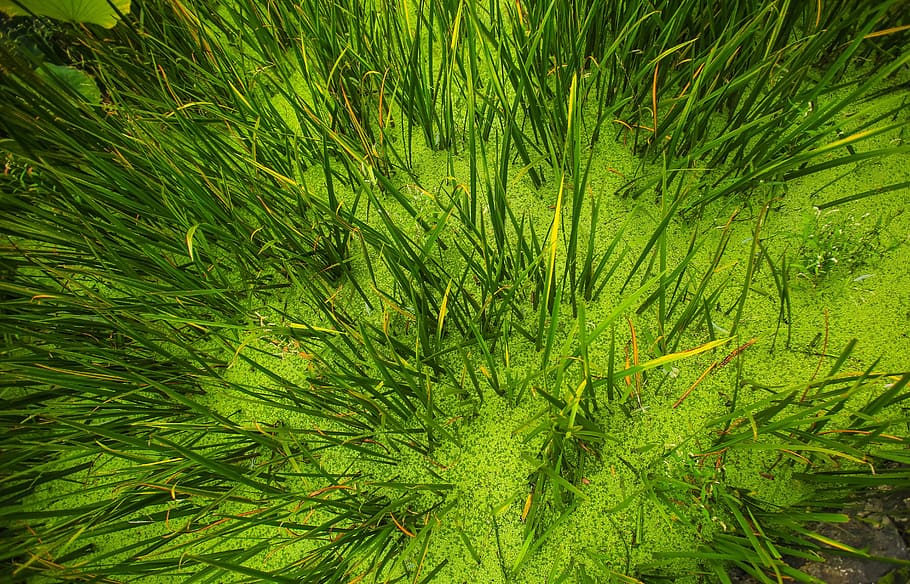 green, grass, sand, nature, green color, growth, plant, tree HD wallpaper