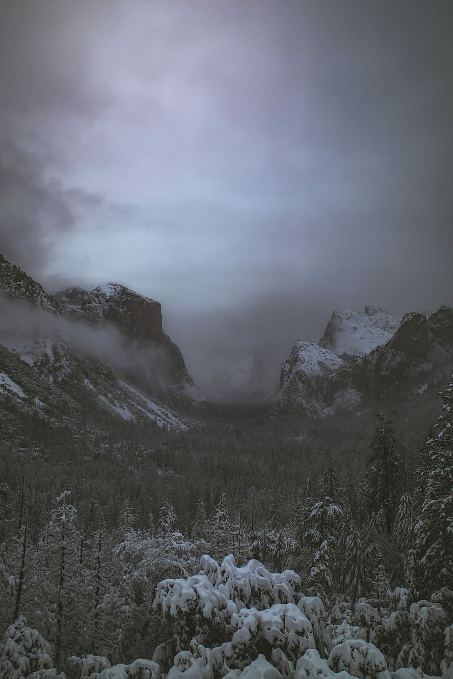 green trees covered by snow near mountain, trees and cliffs covered with snow HD wallpaper