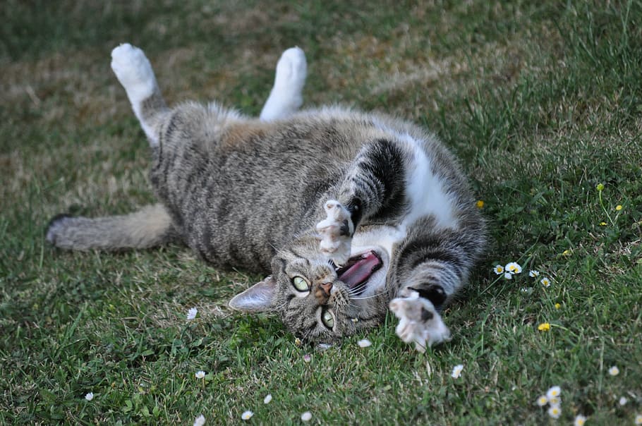 brown tabby cat laying on grass, pet, pose, animal, cute cat HD wallpaper