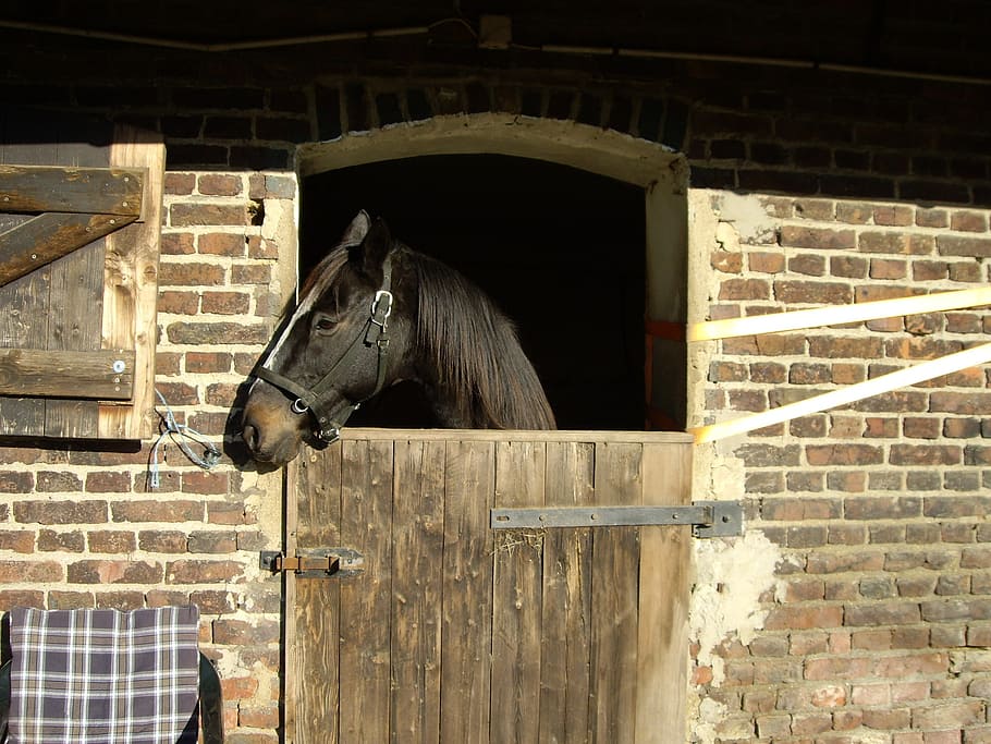 horse, box, stall, mammal, animal themes, one animal, livestock HD wallpaper