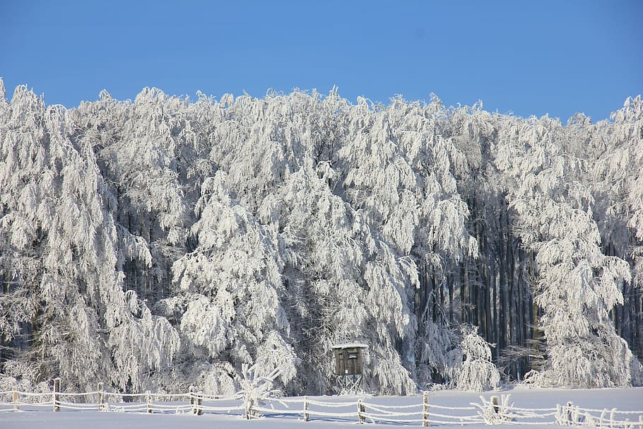 photography of white pine tree lot, winter, snow, ice, forest HD wallpaper