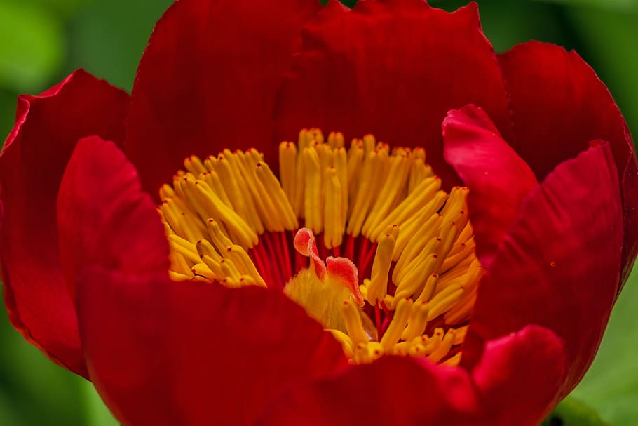 closeup photography of red poppy flower, red flower, flora HD wallpaper