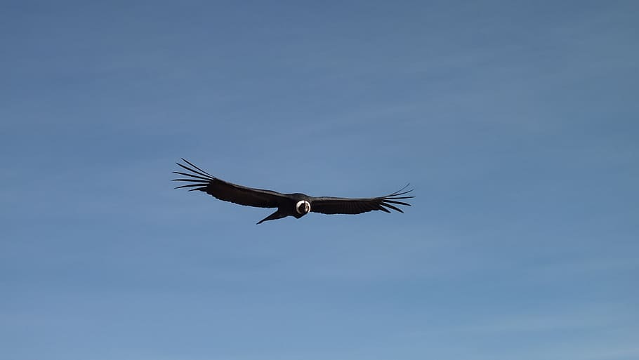 black and white eagle flying on air under blue sky, condor, flight, HD wallpaper