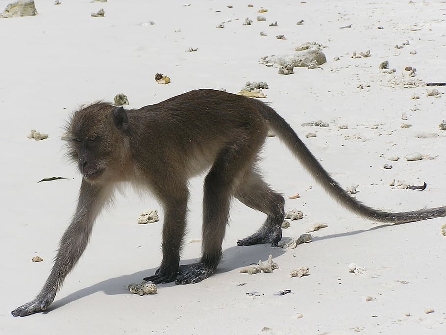 monkey, beach, wild, wildlife, nature, mammal, animal, macaque HD wallpaper