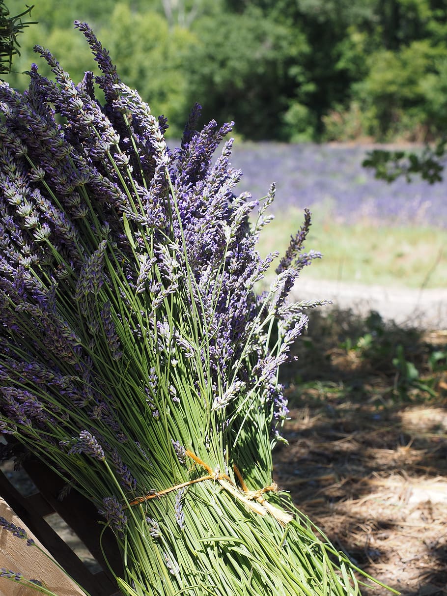 lavender, tufts, sale, blue, bouquet, posy, bound, lavender bunches, HD wallpaper