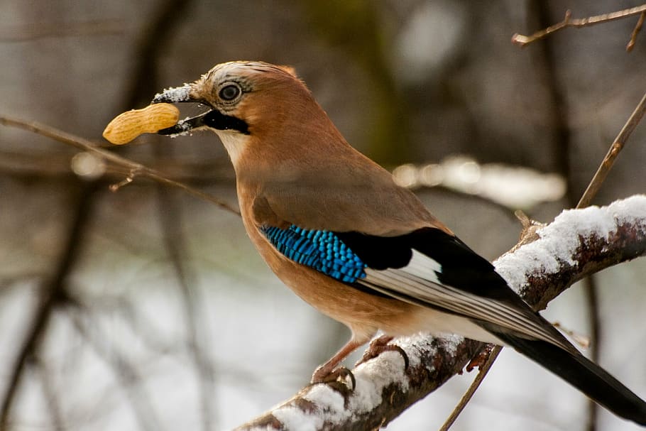 brown, black, and blue bird perched on branch, jay, animal HD wallpaper