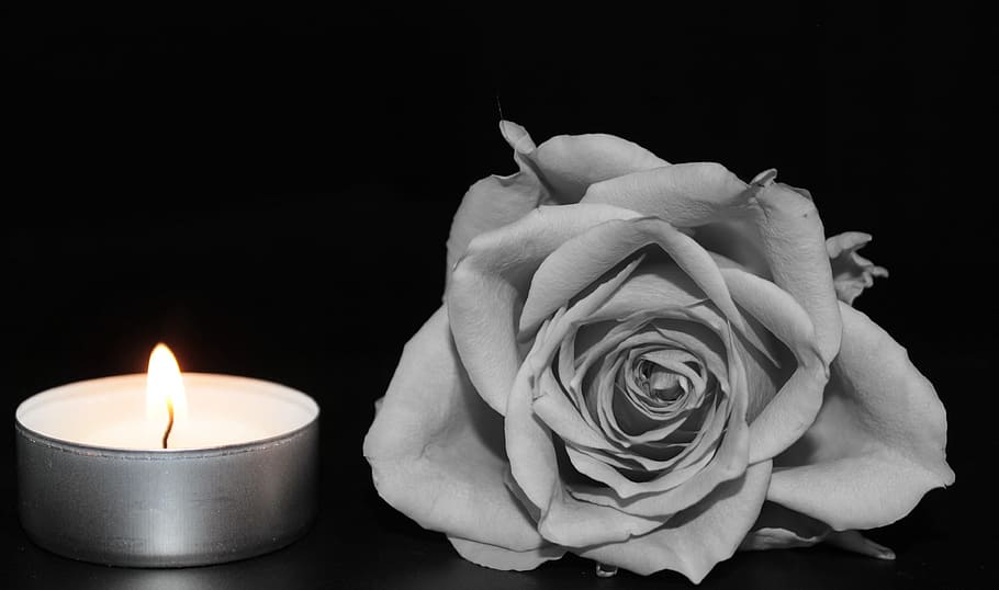 selective color photography of white tealight candle beside rose, HD wallpaper