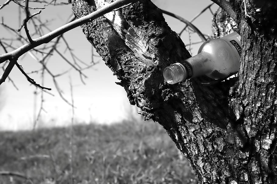 vodka, bottle, glass, tree, bark, tree trunk, plant, nature HD wallpaper