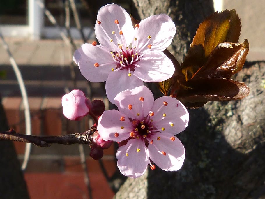 blossom, bloom, macro, cherry blossom, flower, small flower HD wallpaper